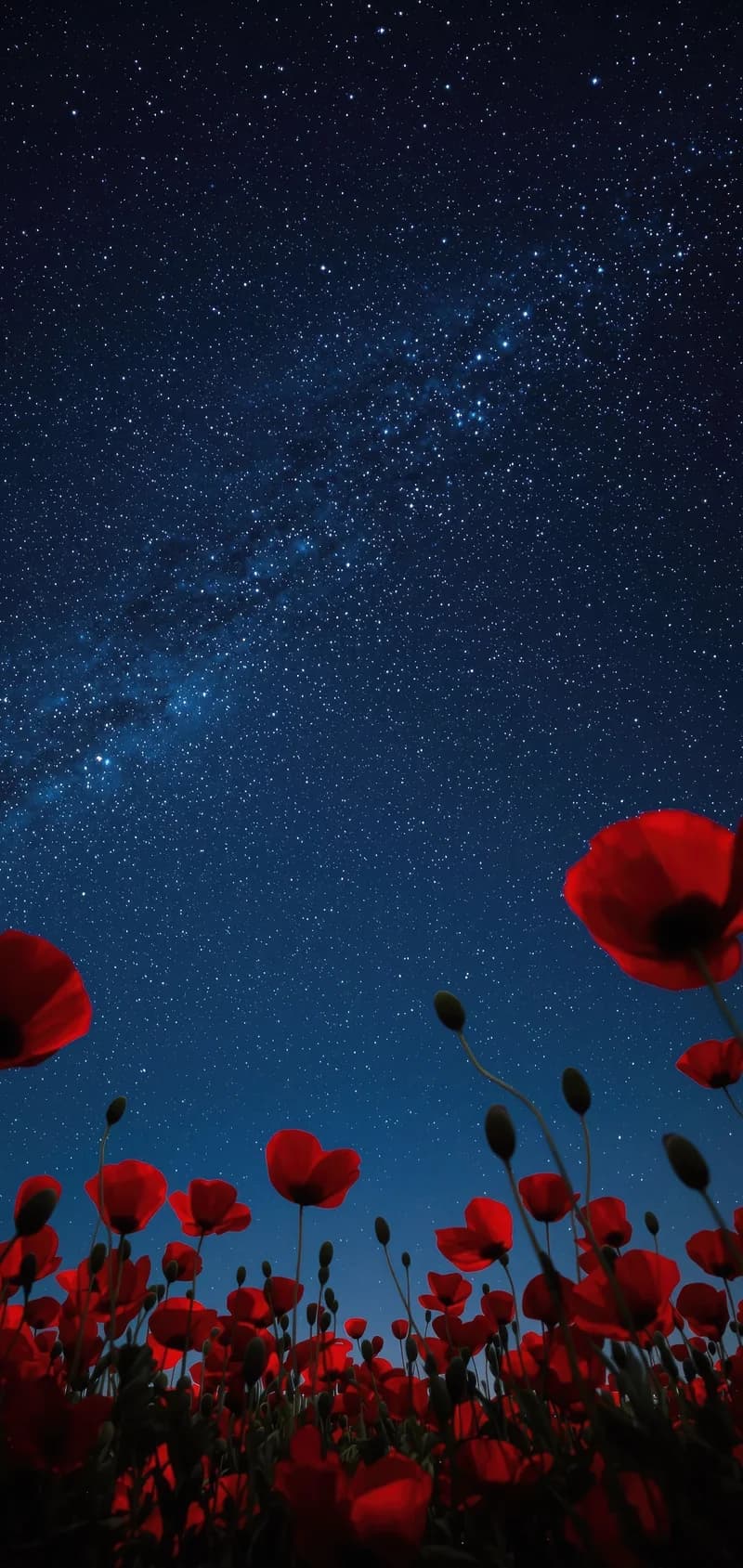 Vibrant Red Poppies Under a Starry Night Sky and the Milky Way 4K Wallpaper