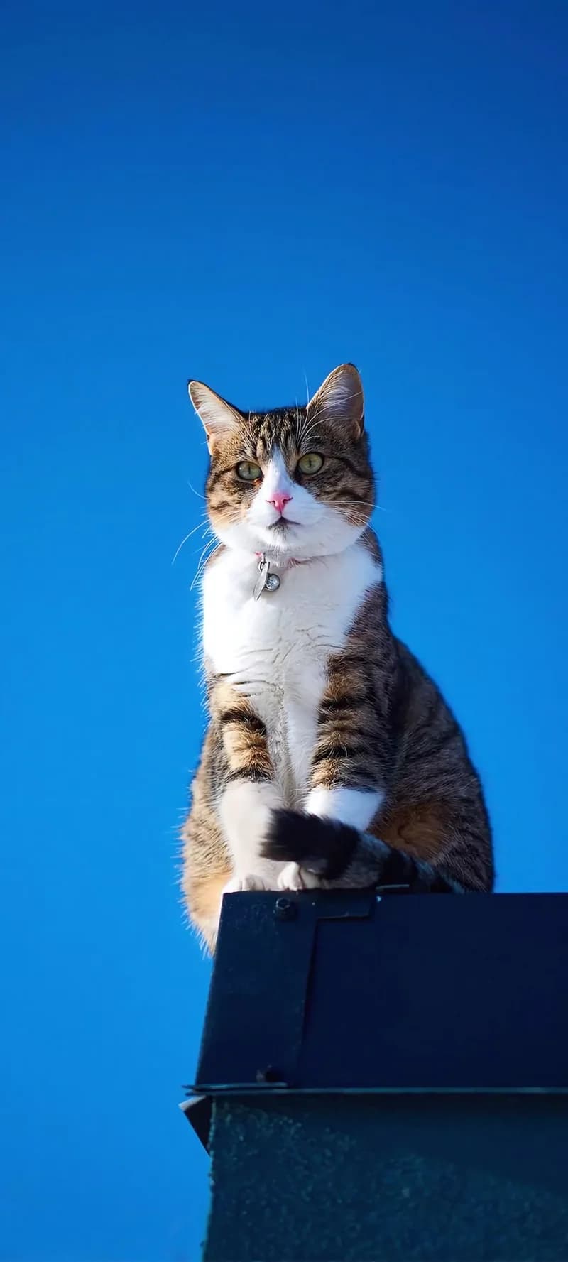 Majestic Cat Portrait Under Clear Blue Sky 4K Pet Wallpaper